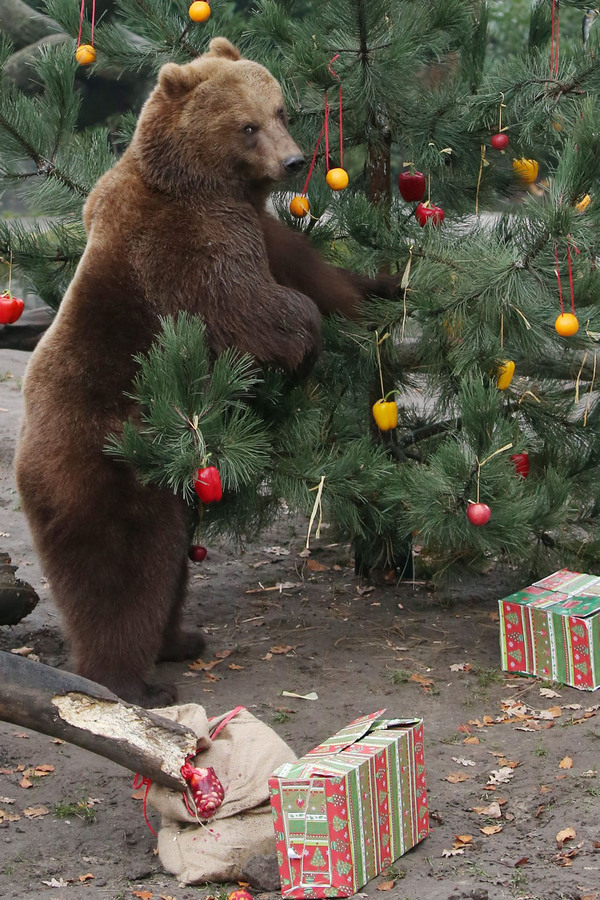 Новогодний винегрет