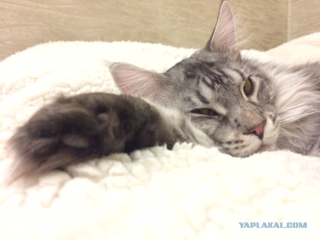 Котовторник