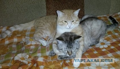 Рыжее чудо