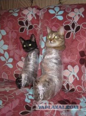 Опасно напиваться в кругу таких друзей