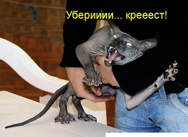 Страшнее кошки зверя нет!