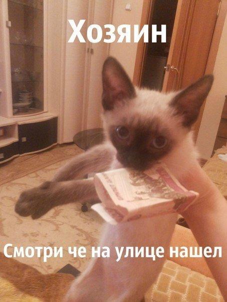 Прикольные картинки и демотиваторы