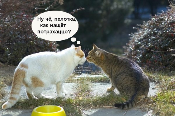 Коты, кошки, котята
