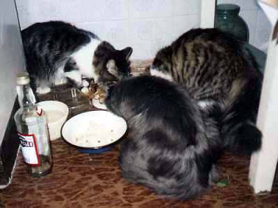 Коты, кошки, котята