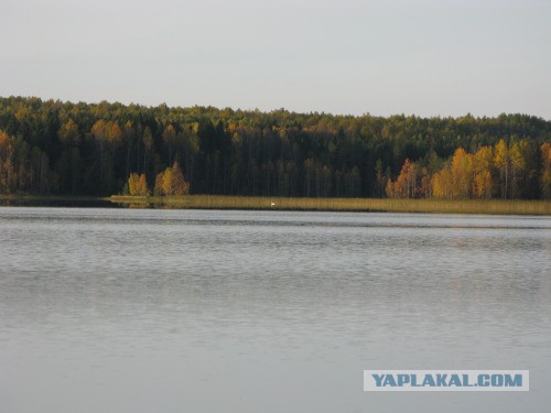 Веппский край, Южная тайга