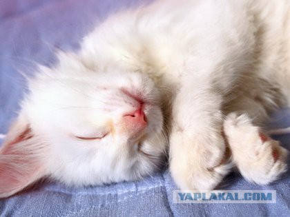 Скотинки - Животинки