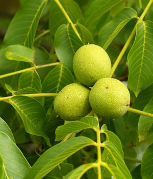 Как растет еда в естественной среде