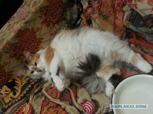 Жизнь домашнего приюта для котеек 104