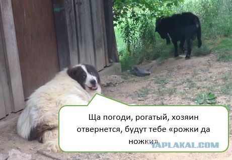 Козёл нарывается