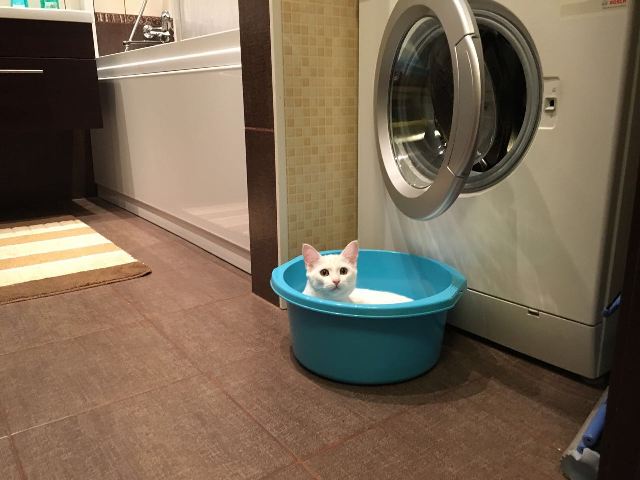 Котовторник 09.08.2016