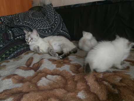 Котовторник 27.09.16