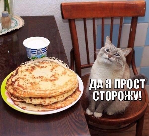 Прикольные животные