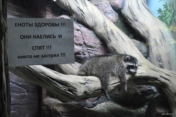 Картинки из интернетов