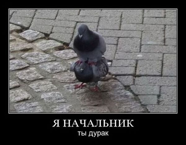 Немножко картинок с буквами, типа демотиваторы