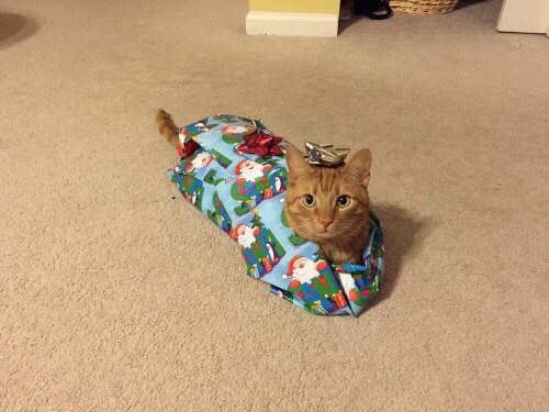 Коты из сети