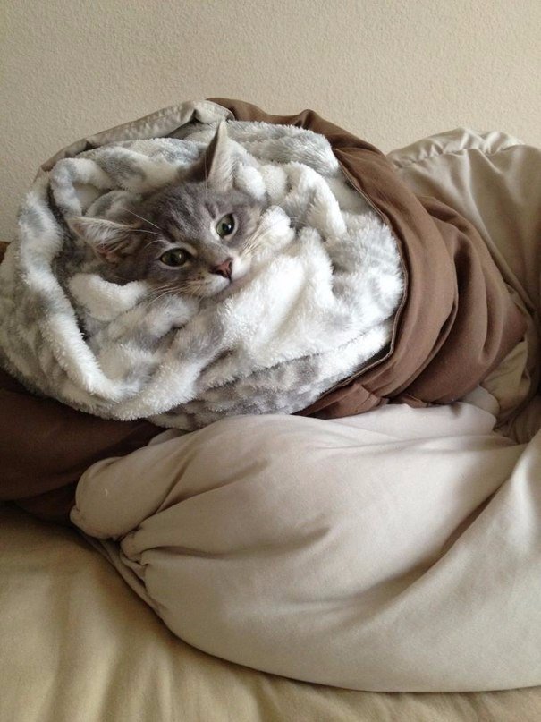 Коты и Кошки