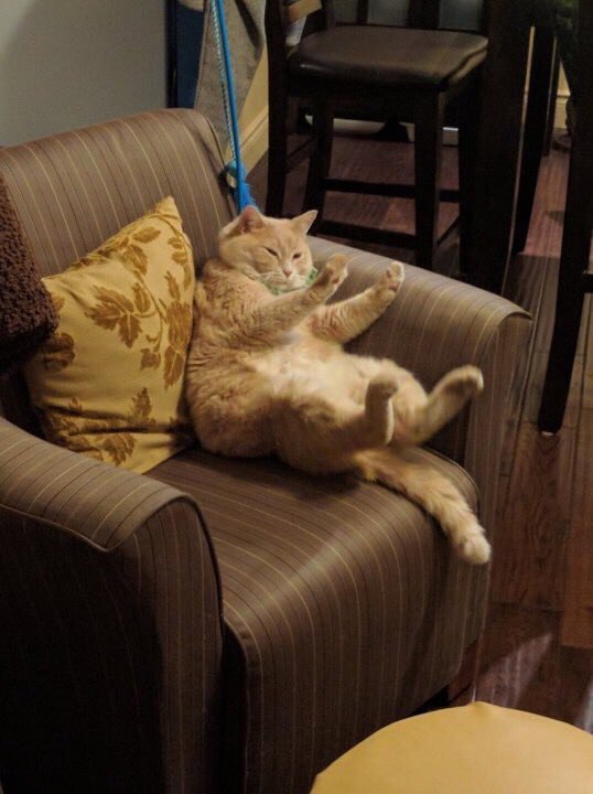 Коты и Кошки