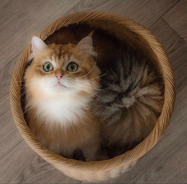 Коты и Кошки