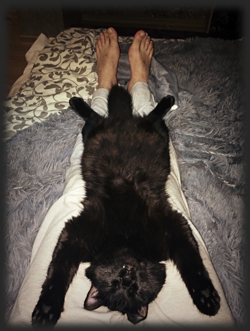 Отнесите котейку на пляж
