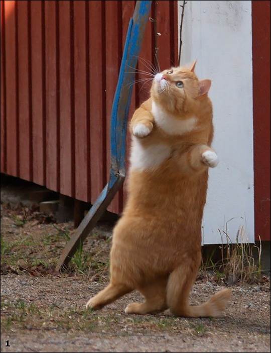 Рыжий котовторник на ЯПлакал!, Смотрим  и добавляем!