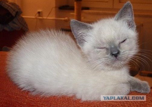 Как же можно про котовторник забыть?!