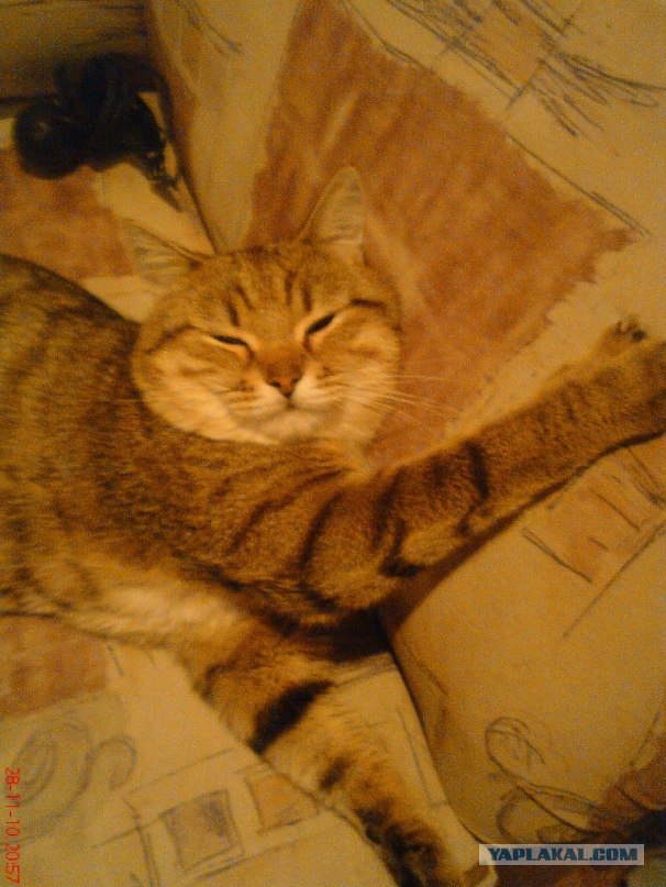 Котейкин вторник! Космический 12.04!