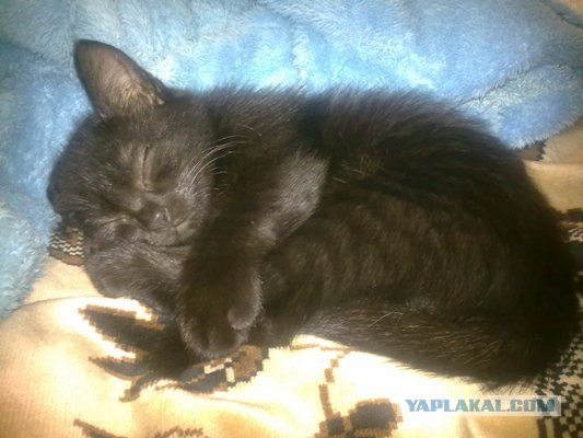 Котовторник на середину июня