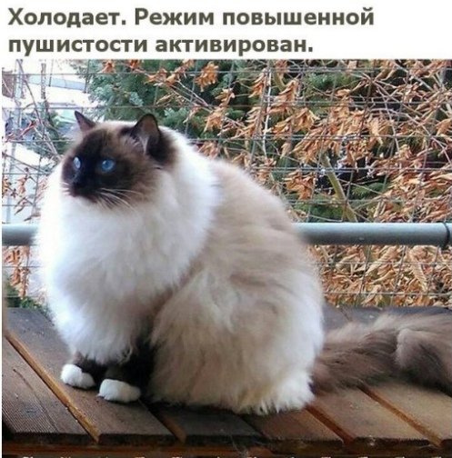Прикольные картинки абавсём