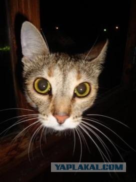 Котовторник так котовторник!