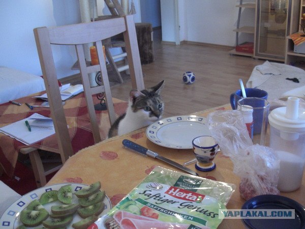 Котовторник 1.11.11