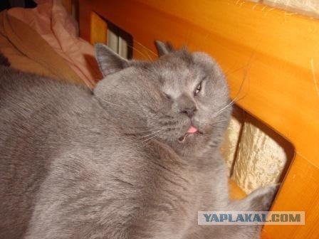 Кошкаворон