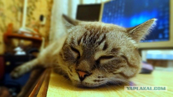 Котовторник (28.02.2012)