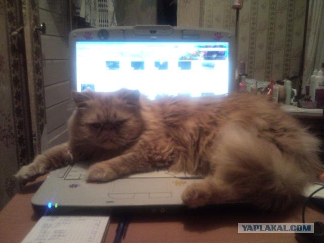 КОТОВТОРНИК (6.03.2012)
