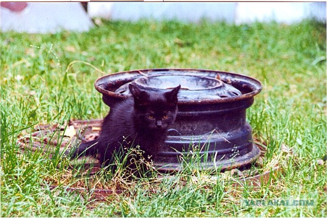 Котовторник   5.06.2012