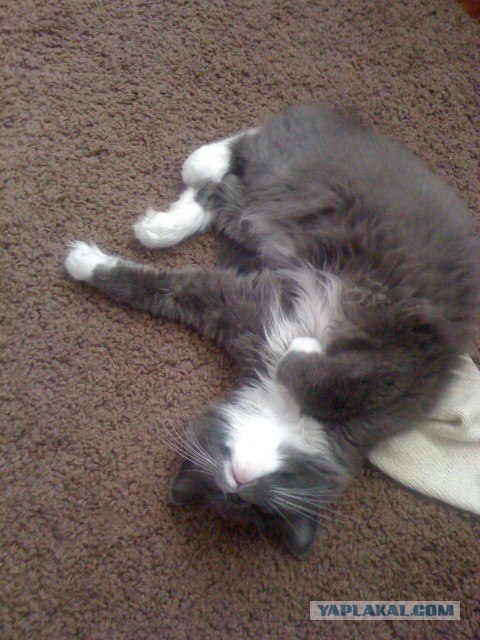 Котовторник  4.09.12