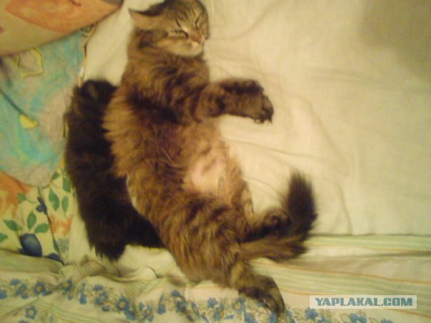 Под пристальным присмотром: детсад на прогулке