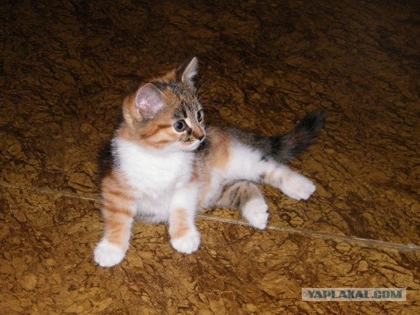 16 лучших котов сезона