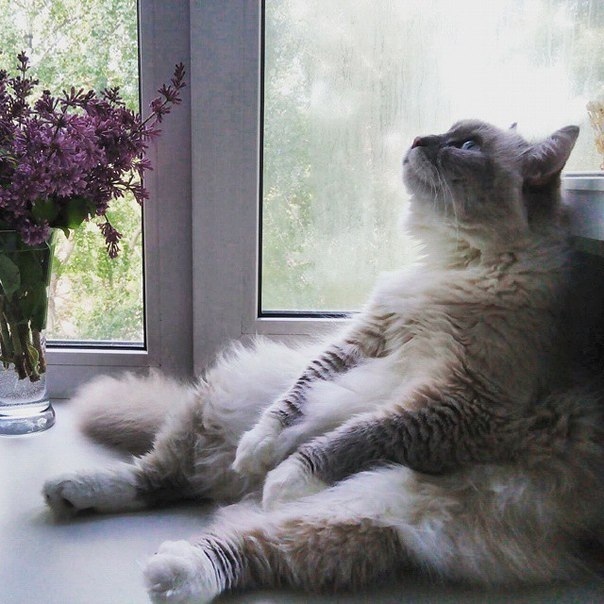 Прикольных котов пост