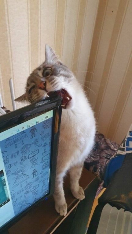 Подборка забавной живности