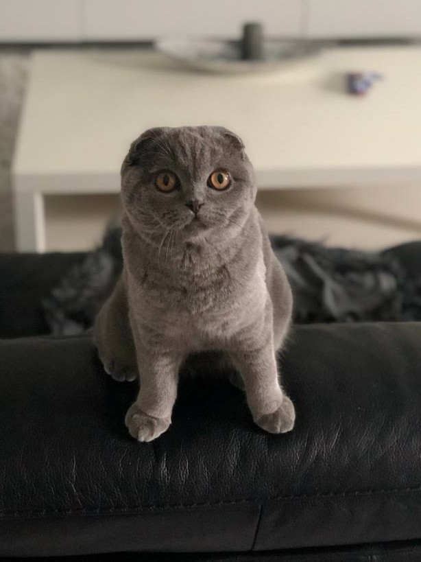 Последний котовторник 2020 года