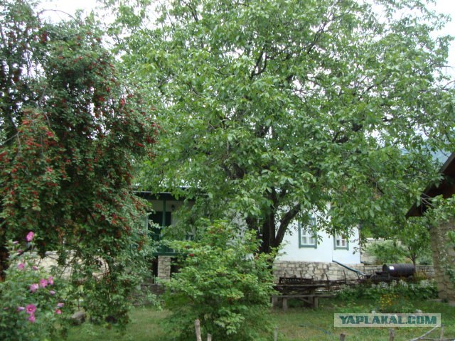 Кавказ-2012