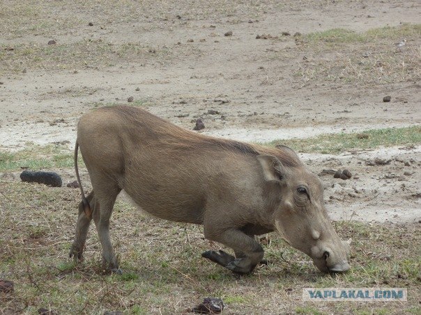 AFRICA - (Эфиопия,Кения,Танзация) 4-16 ноября 2011
