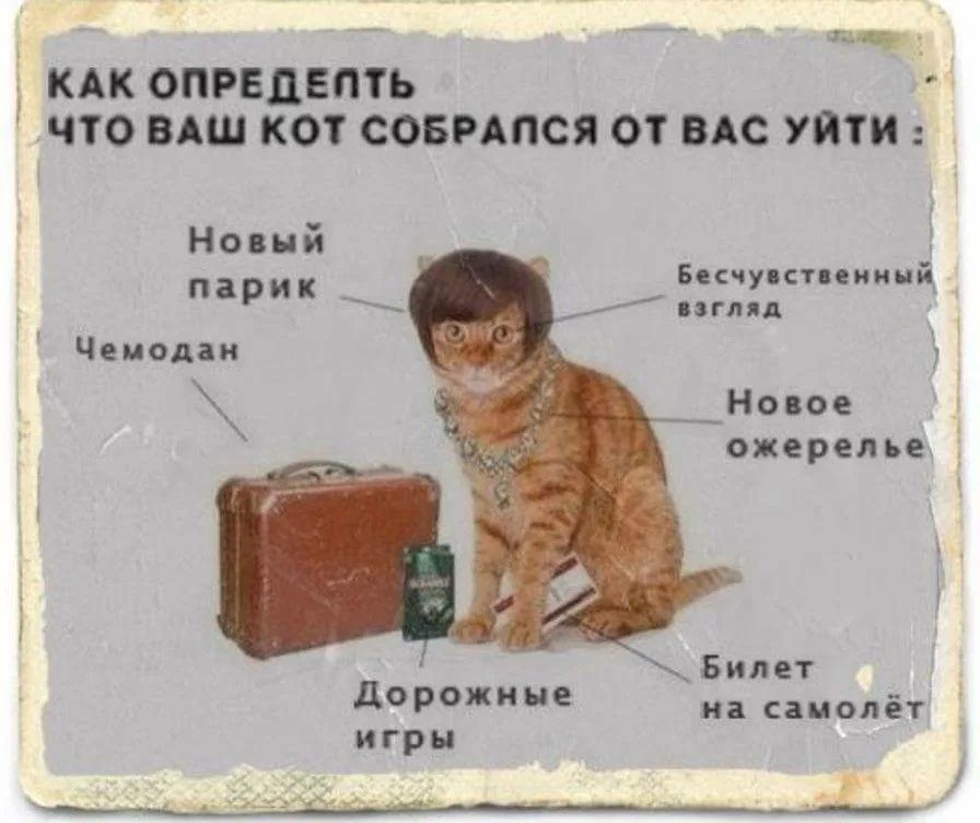 Талия как у кота виталия картинка