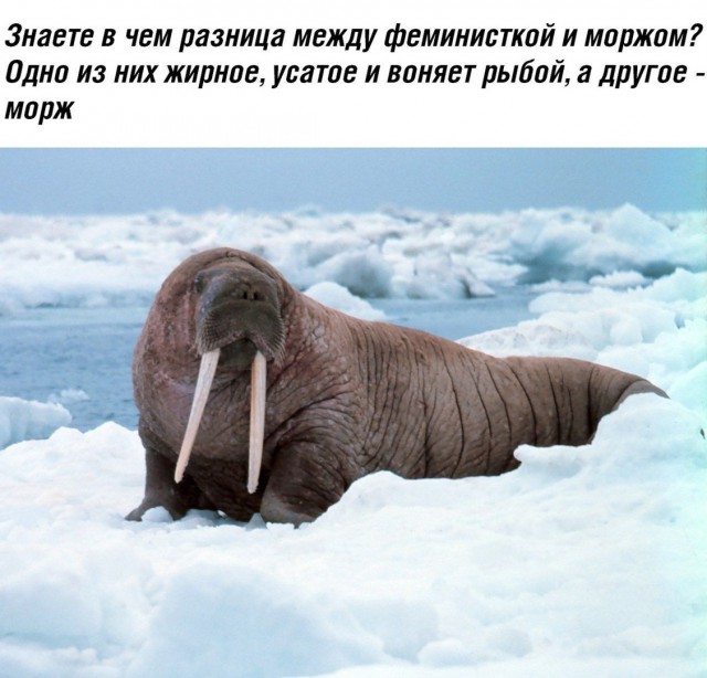 Налетай! Халявные бойаны!