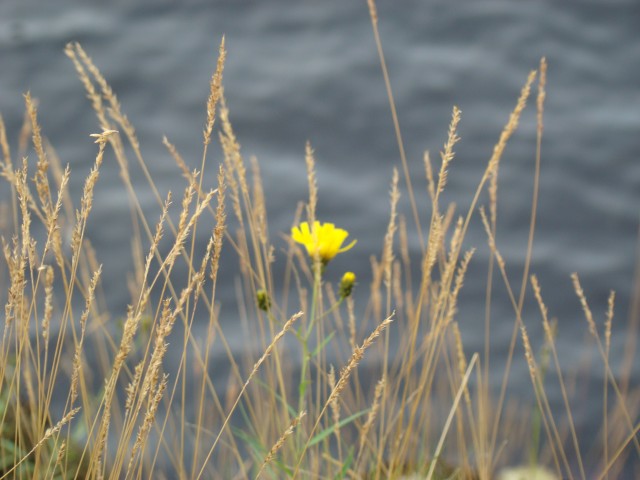 Трое в лодке