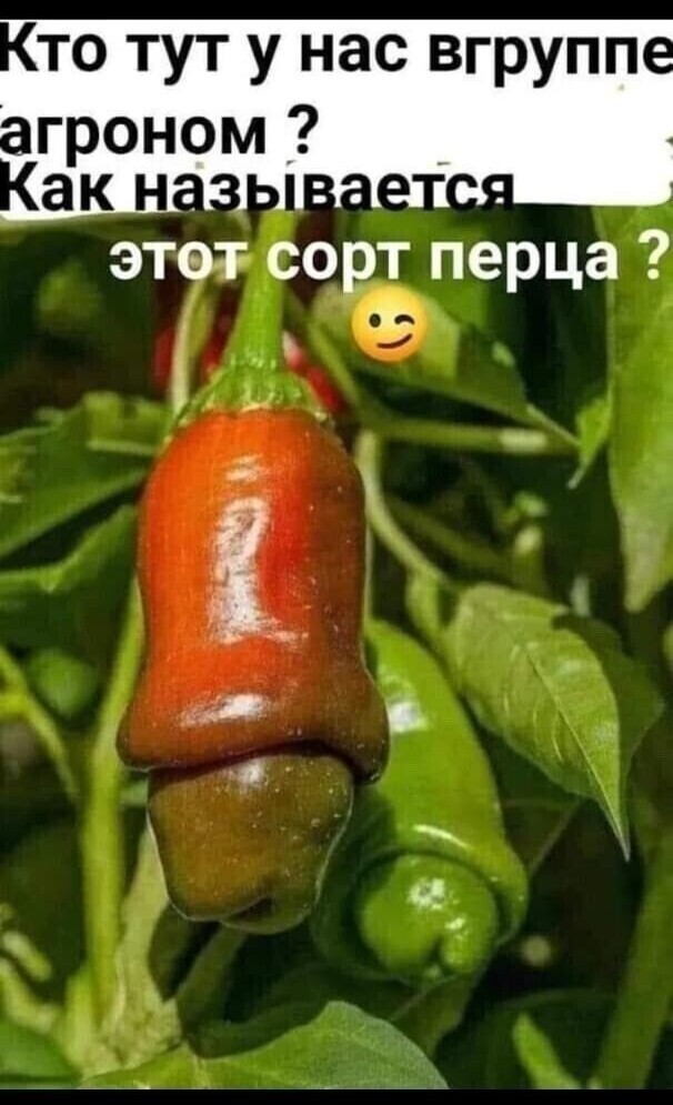 Нуштош 10.08.2023