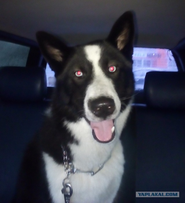 50 килограмм