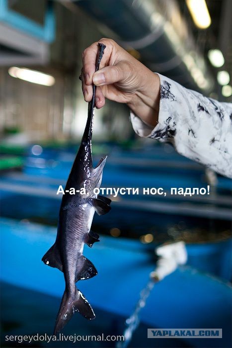 Астрахань. Как разводят осетров