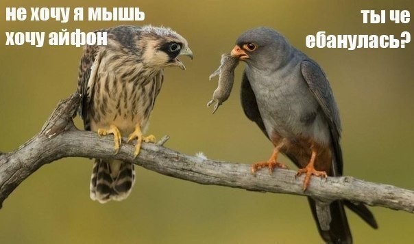 Что характерно, обнаглела