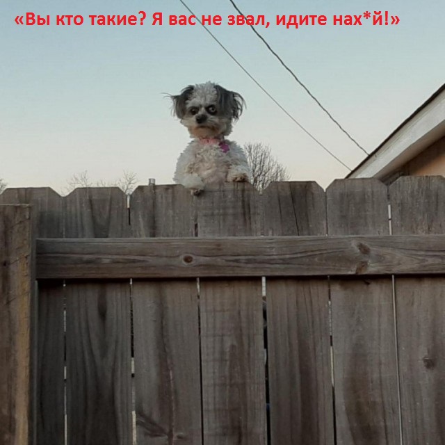 Живность для поднятия настроения